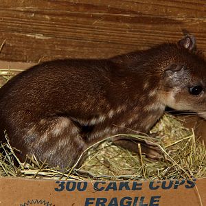 lowland paca (Cuniculus paca)