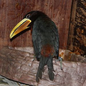 ivory-billed aracari (Pteroglossus azara)