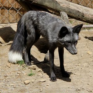 Pearl Fox (Vulpes vulpes)
