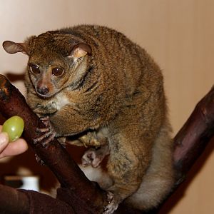 northern greater galago (Otolemur garnettii)