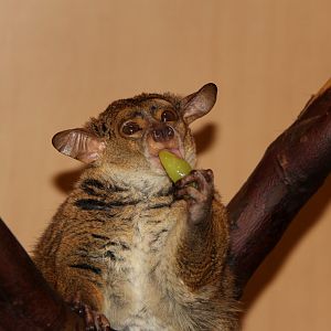 northern greater galago (Otolemur garnettii)