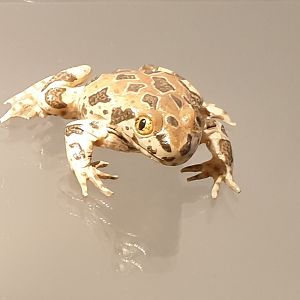 Replica Common spadefoot