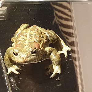 Replica Natterjack toad