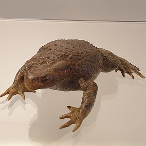 Replica Common toad
