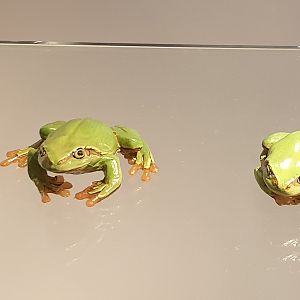 Replica European tree frogs