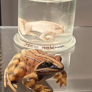 Replica Moor frog