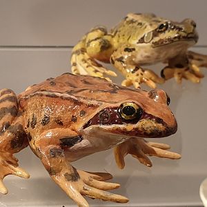 Replica Common brown frogs