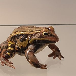 Replica Pool frog