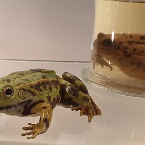 Replica and wet specimen Hybrid frog