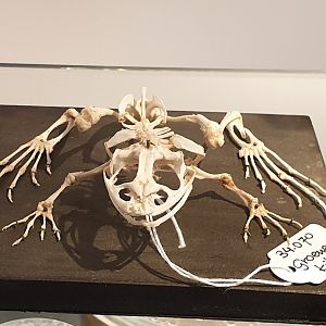 Skeleton Hybrid frog