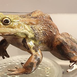 Replica Marsh frog