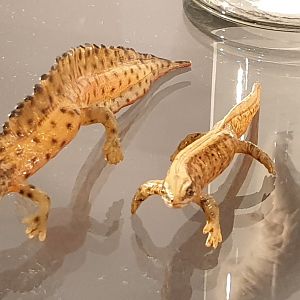 Replica Smooth newts