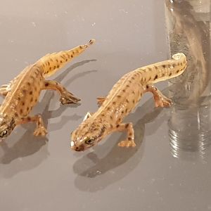 Replica Palmate newts