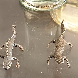 Replica Alpine newts
