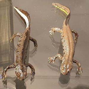 Replica Northern crested newts