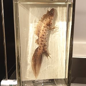 Wet specimen Northern crested newt