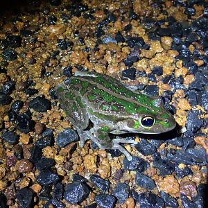 Motorbike Frog (Litoria moorei)