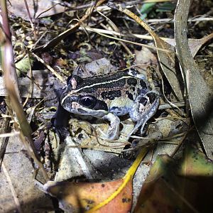 Western Banjo Frog (Lymnodynastes dorsalis)
