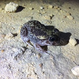 Moaning Frog (Heleioporus eyrei)