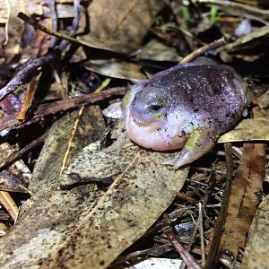 Turtle Frog (Myobatrachus gouldii)