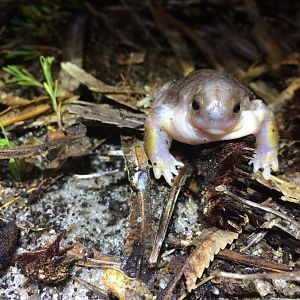 Turtle Frog (Myobatrachus gouldii)