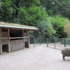 European Wild Boar Exhibit - side yard