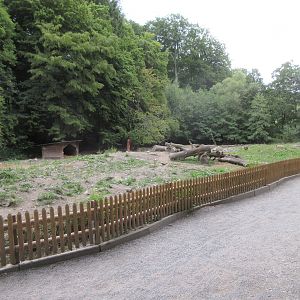 European Wild Boar Exhibit