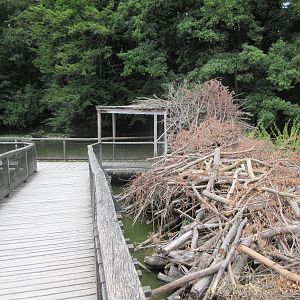 Beaver/Nutria Exhibit