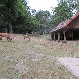 Red Deer Exhibit