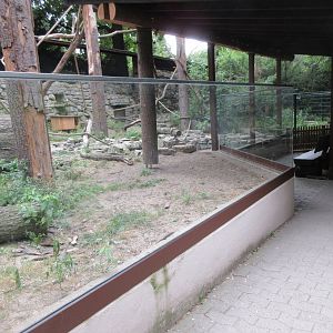 Raccoon Exhibit