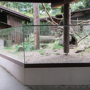 Raccoon Exhibit