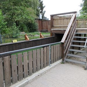 European Otter Exhibit