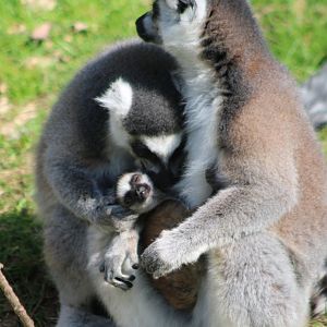Ring-tailed makis - with baby