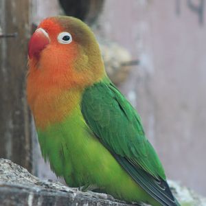 Fischer's lovebird