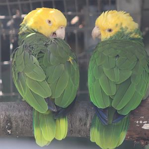 Yellow-headed amazones