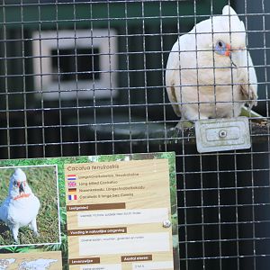 Long-billed cockatoo - real and sign