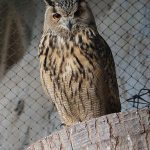 European eagle-owl