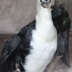 Stuffed Little pied cormorant