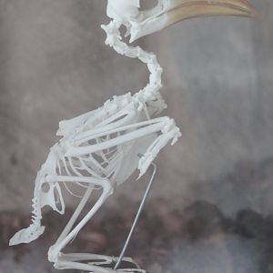 Hornbill-skeleton