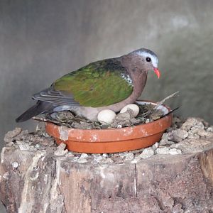 Ermerald dove at the nest
