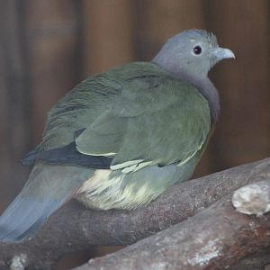 Pink-necked green pigeon - female