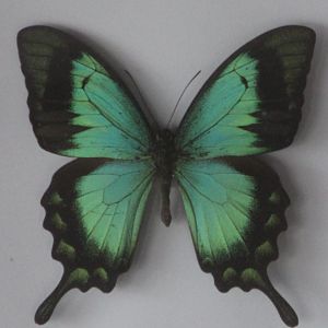 Papilio torquianus albertisi specimen