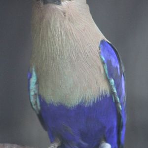 Blue-bellied roller