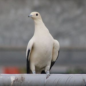 Pied imperial pigeon