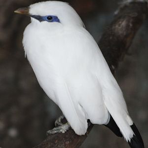 Bali starling