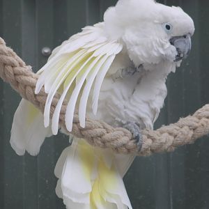 White cockatoo