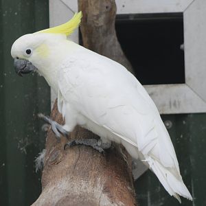 Eleonora cockatoo