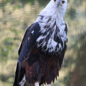 Immature African fish-eagle