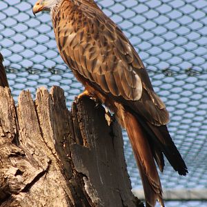 Red kite