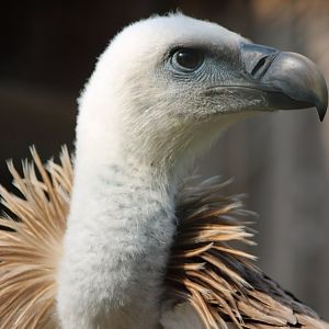 Griffon vulture